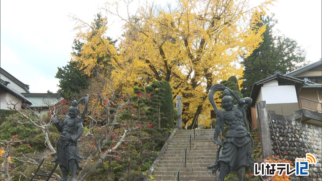 恩徳寺の大イチョウ落葉始まる