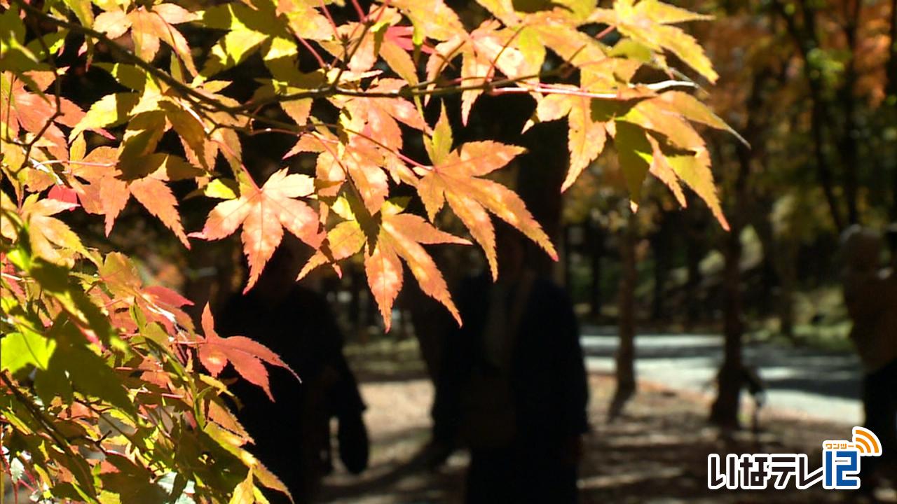 もみじ湖紅葉祭りの来場者数５２，０００人