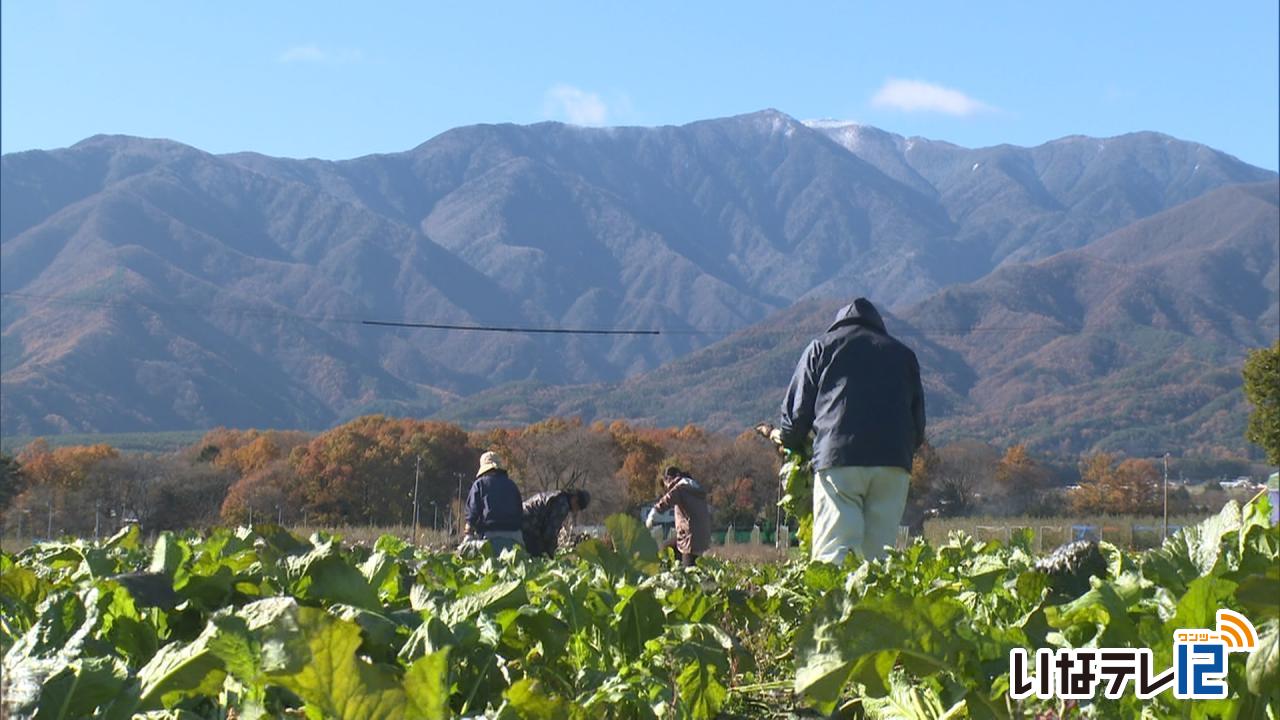 最低気温－１．２度で今季初の冬日　羽広菜まつり開催