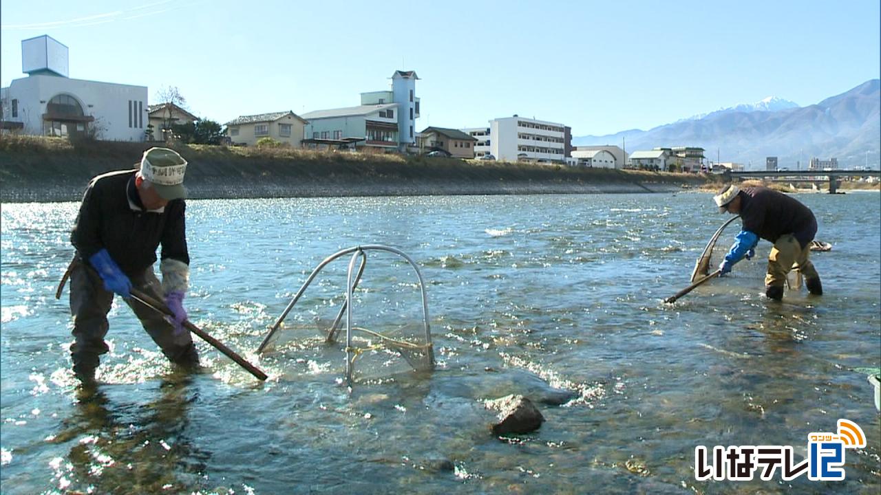 冬の風物詩　ザザムシ漁解禁