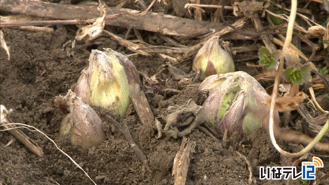 立春３月中旬の気温　あしたからは冬型の気圧配置