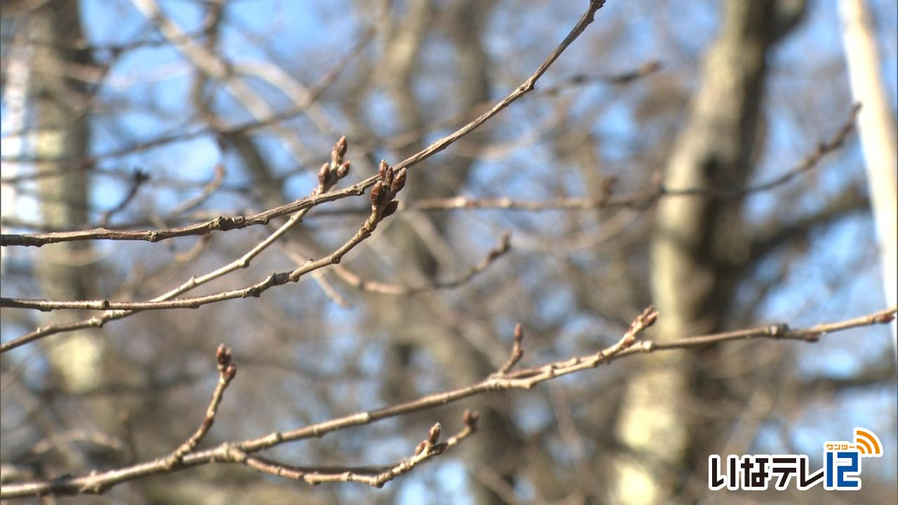 桜開花予想 高遠城址は４月３日