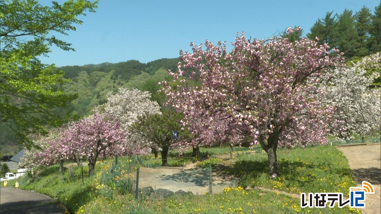 花の丘公園で八重桜が見頃