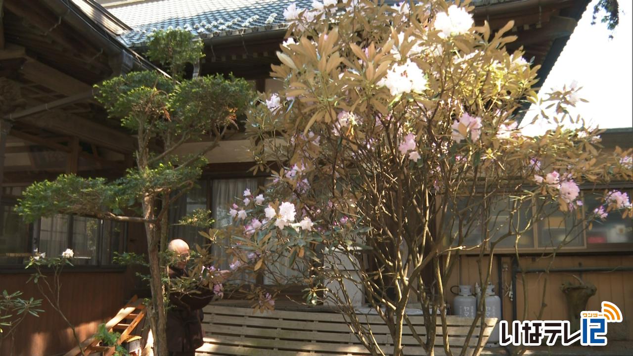 恩徳寺のシャクナゲ見ごろ