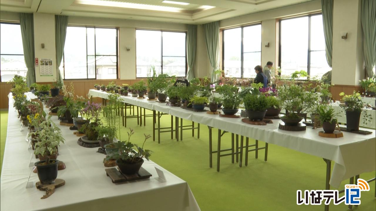 春の山野草展示会あすから開催