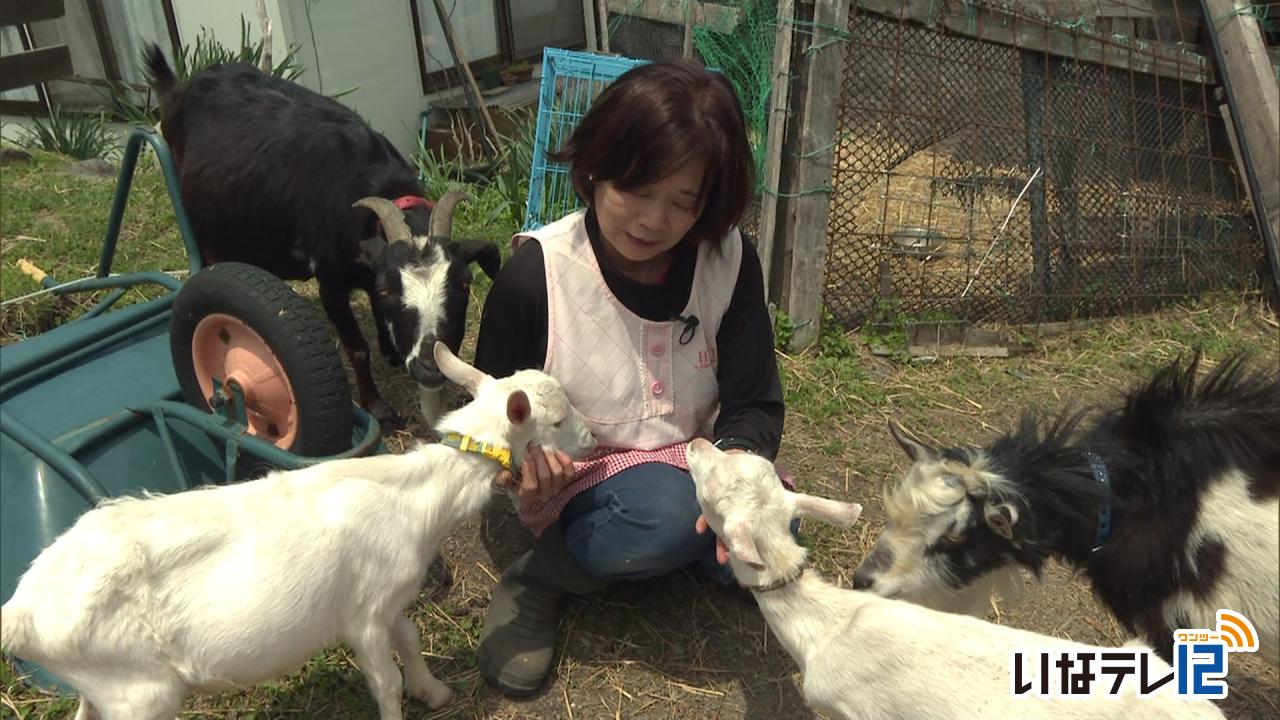 長谷浦でヤギ飼育　トカラのおうち