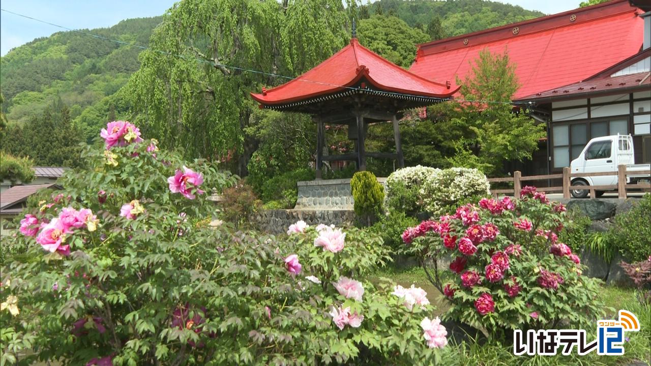 常福寺でぼたんが見ごろ