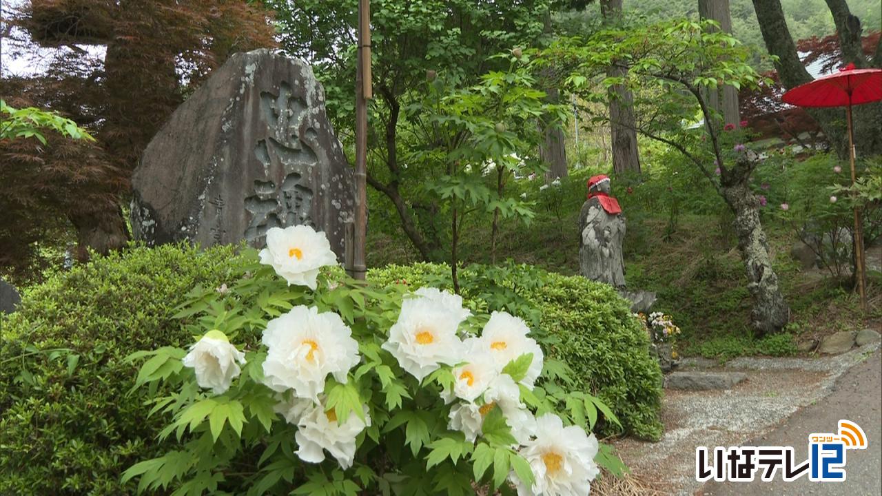 遠照寺　ぼたん祭り