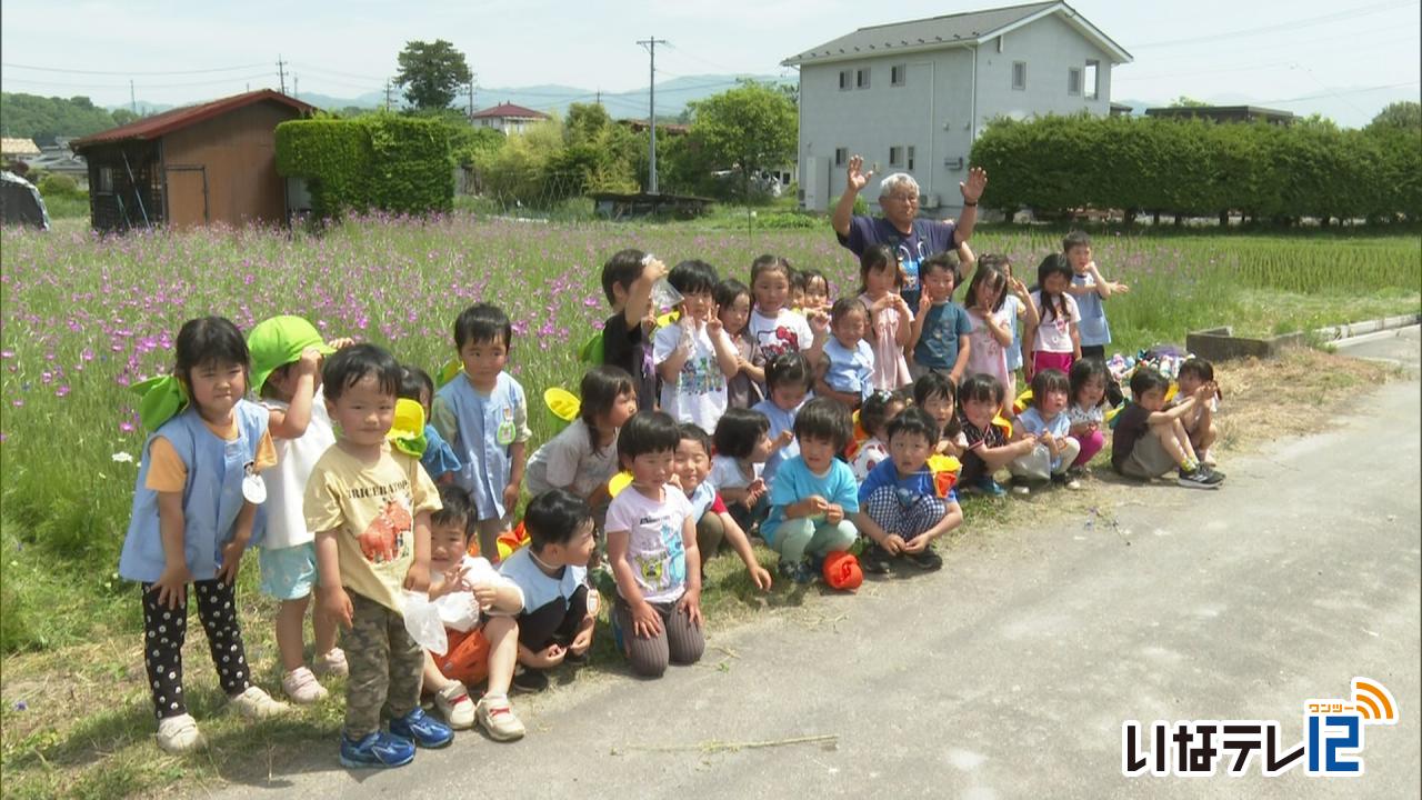 二十節気「小満」矢島さん宅ムギナデシコ見頃