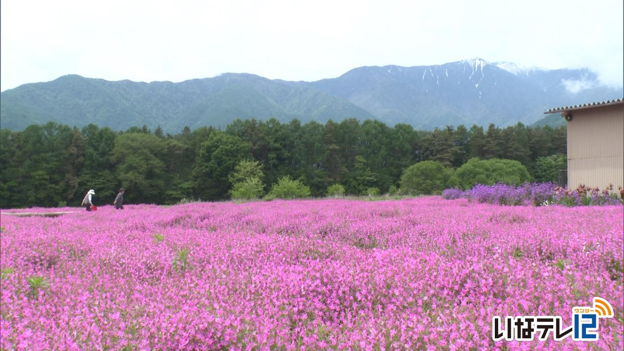伊藤照夫さんの宅 フクロナデシコ見頃