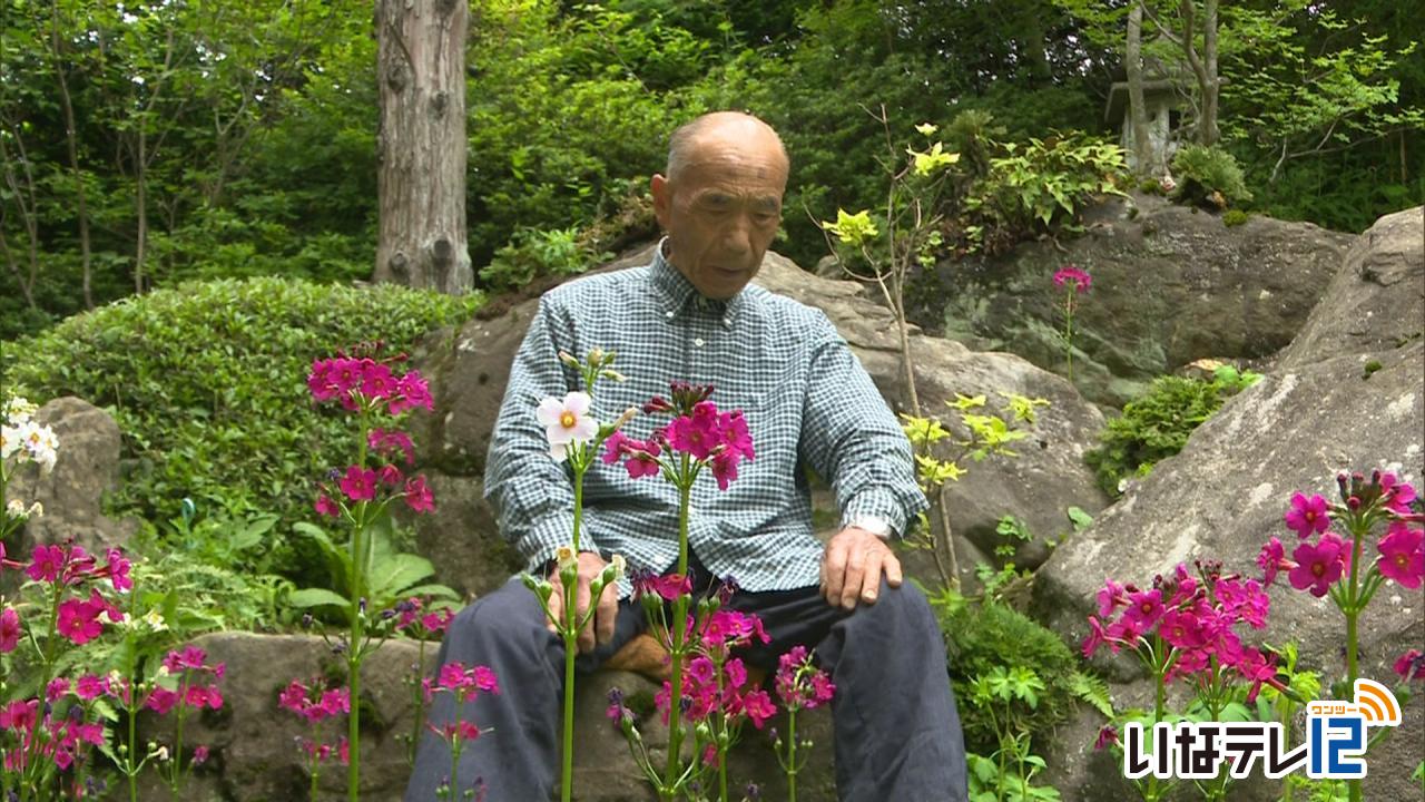 羽柴さん宅 クリンソウ見ごろ