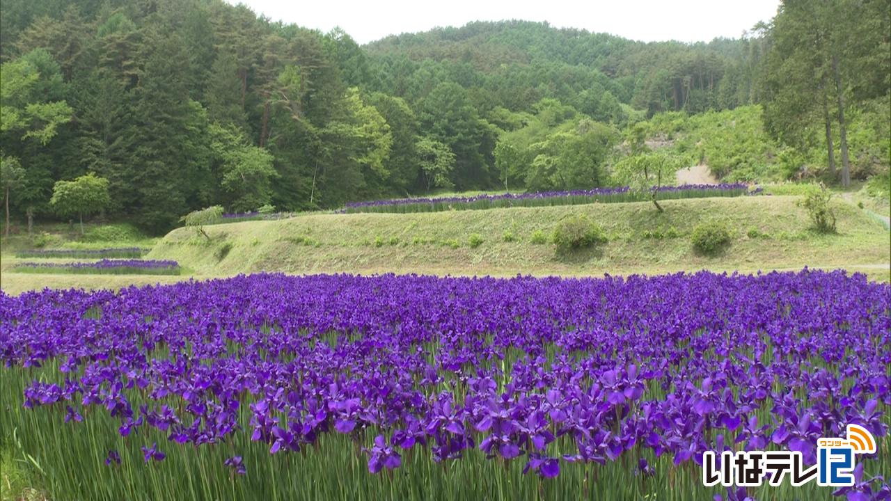 上古田でアヤメ見頃