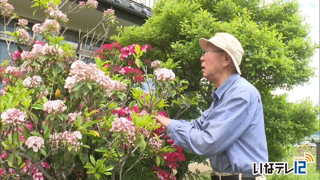 東春近　伊藤さん宅のカルミヤ見頃