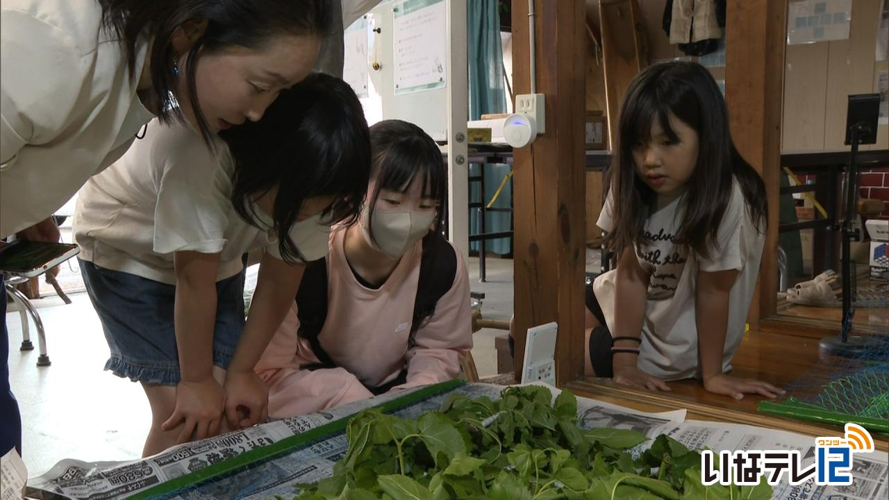 UTパレット　蚕を観察