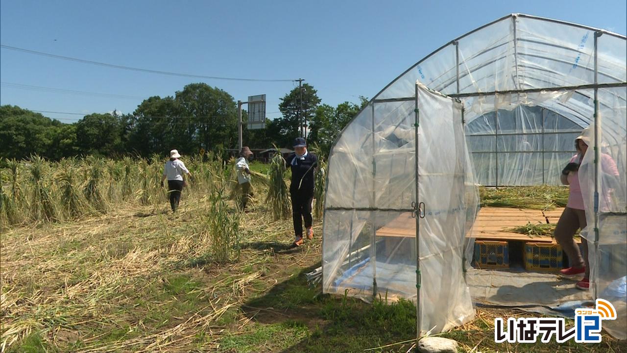 脱プラスチック　麦ストローに使う麦刈り取り