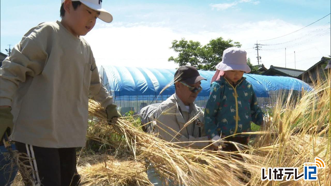 振り万灯用　大麦刈り取り