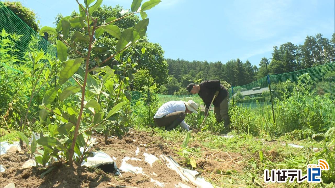 伊那市長谷で茶の苗木を植樹