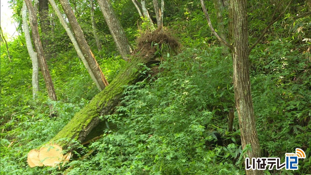 高遠城址公園付近で倒木　県道芝平高遠線が一時通行止め