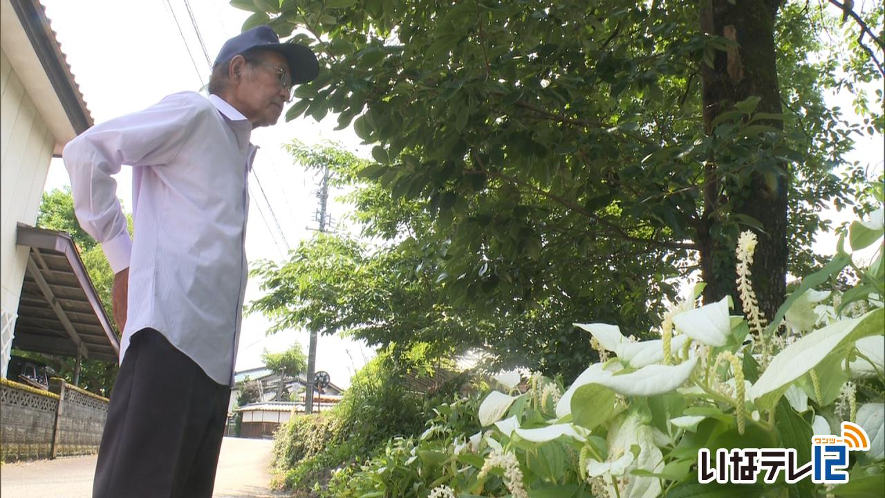 柴さん宅 ハンゲショウが見頃
