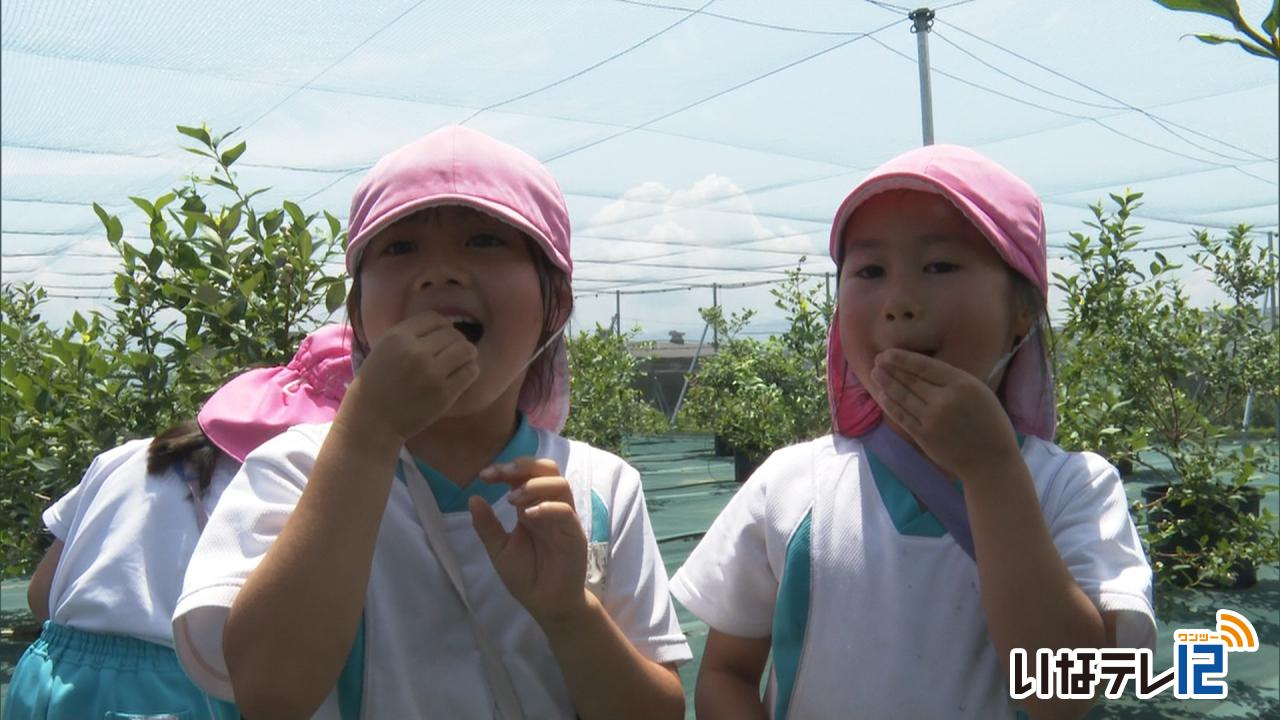 園児がブルーベリー狩り
