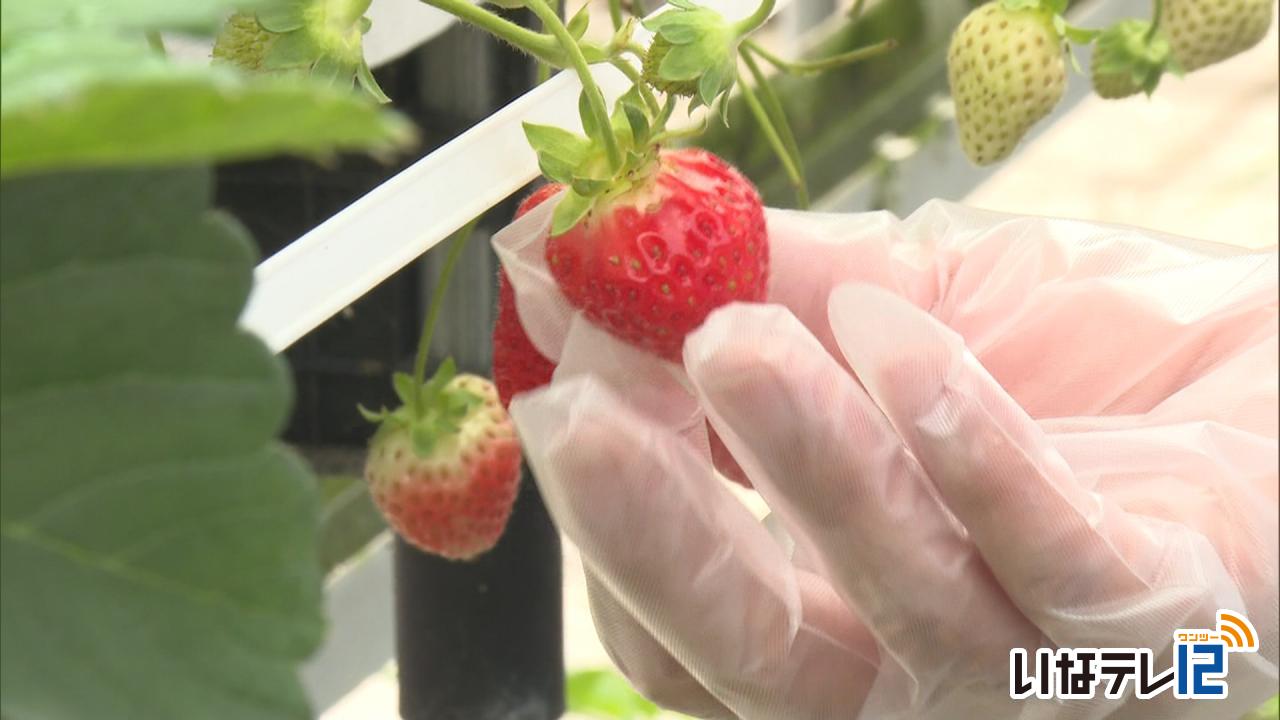 くらし・話題｜農園ベリーナ　夏秋いちご収穫ピーク