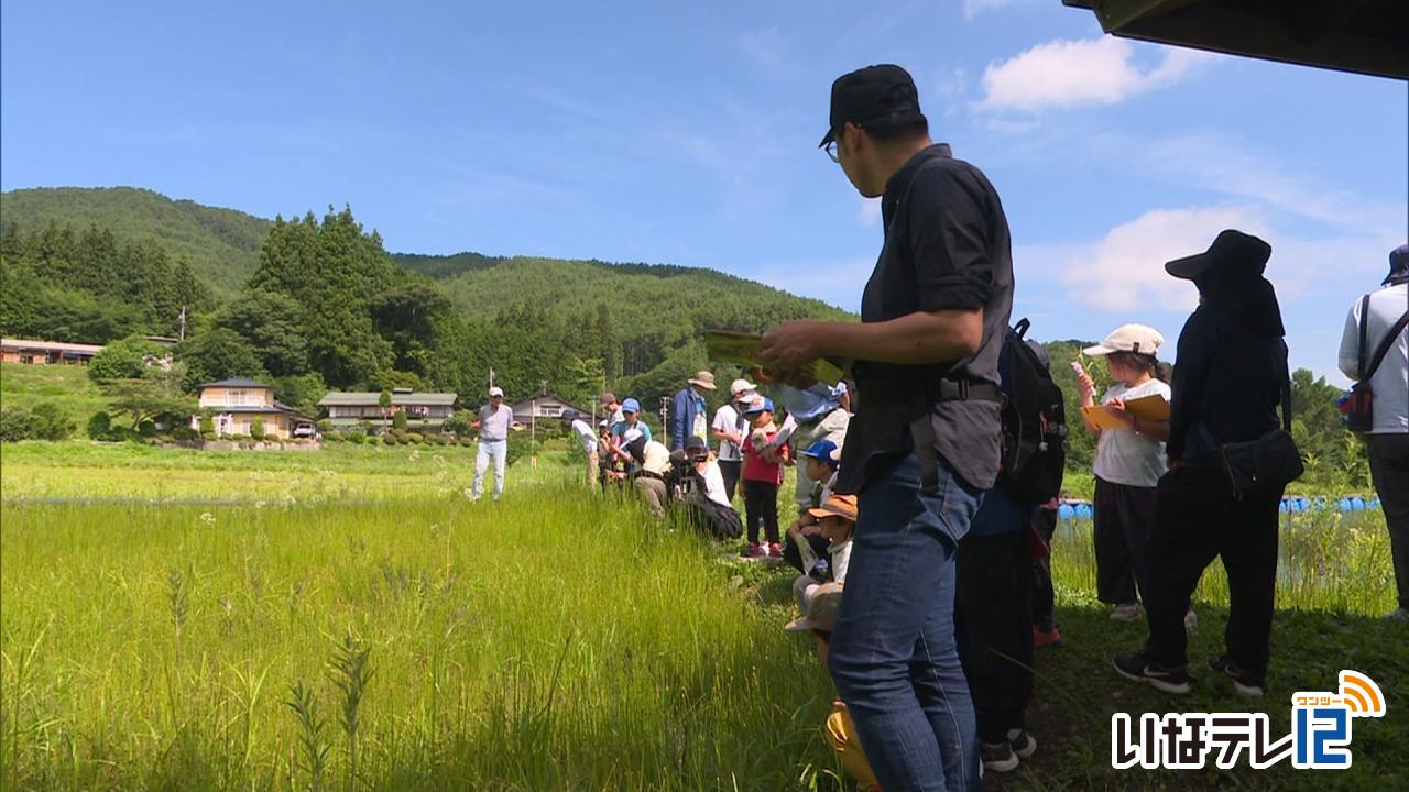 伊那市富県　トンボの楽園で昆虫観察会