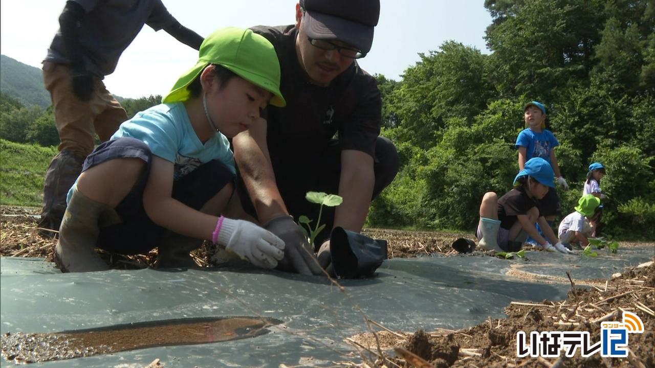 園児がカボチャの苗移植