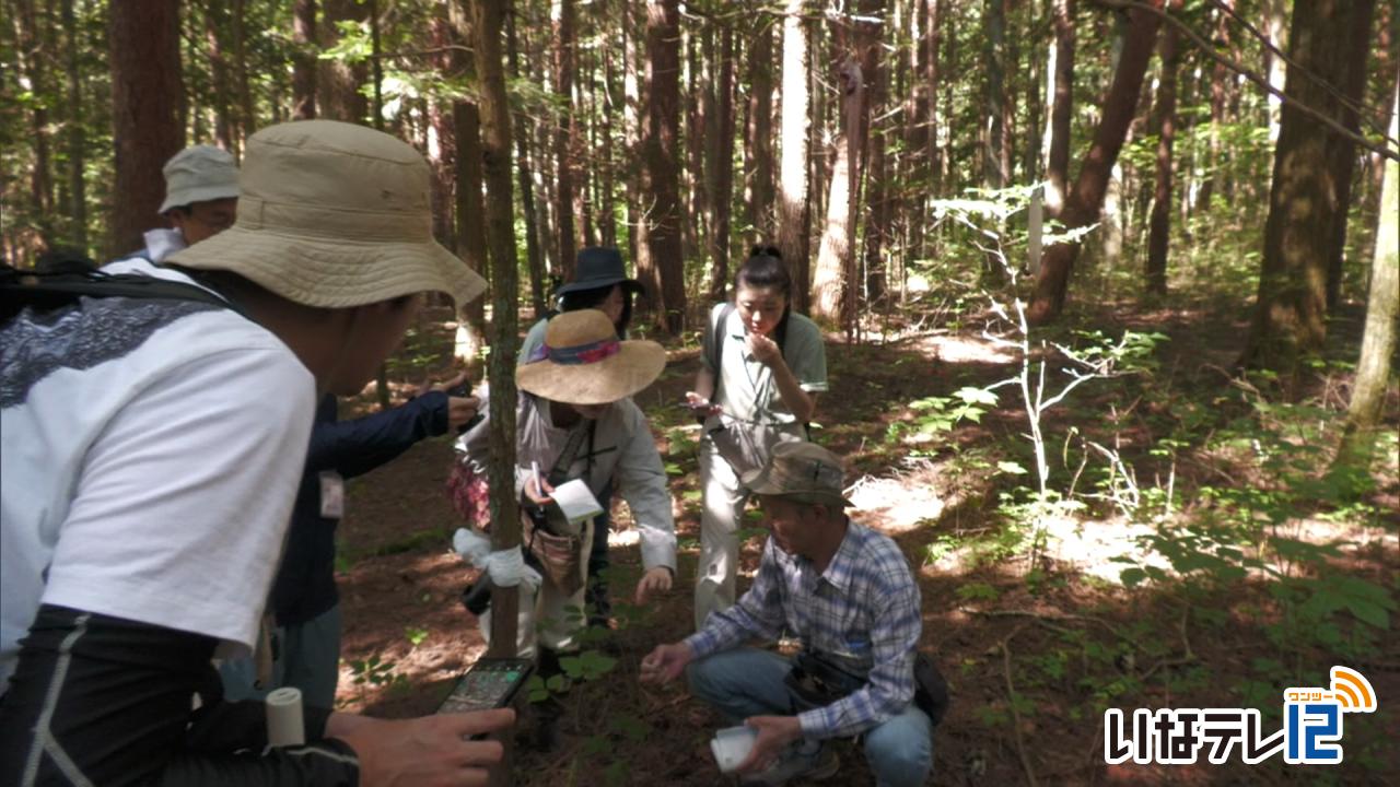 地蜂追いかける 蜂追い大会