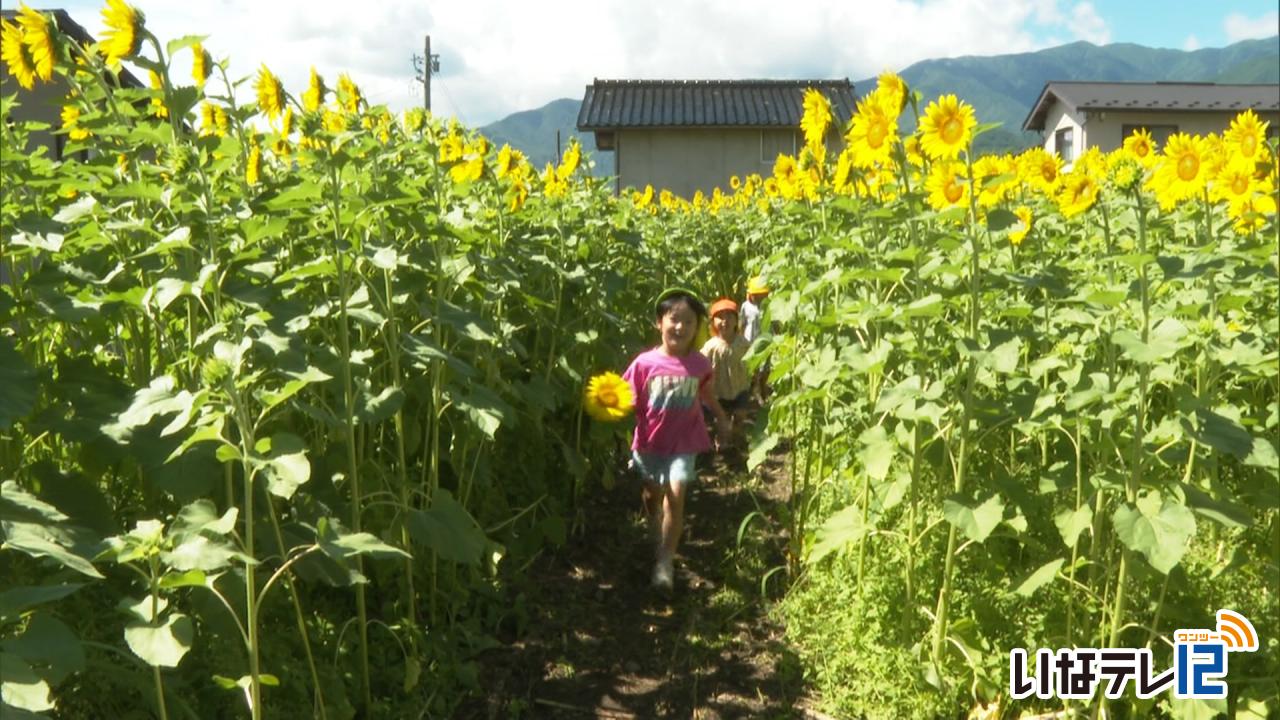 ひまわり迷路完成