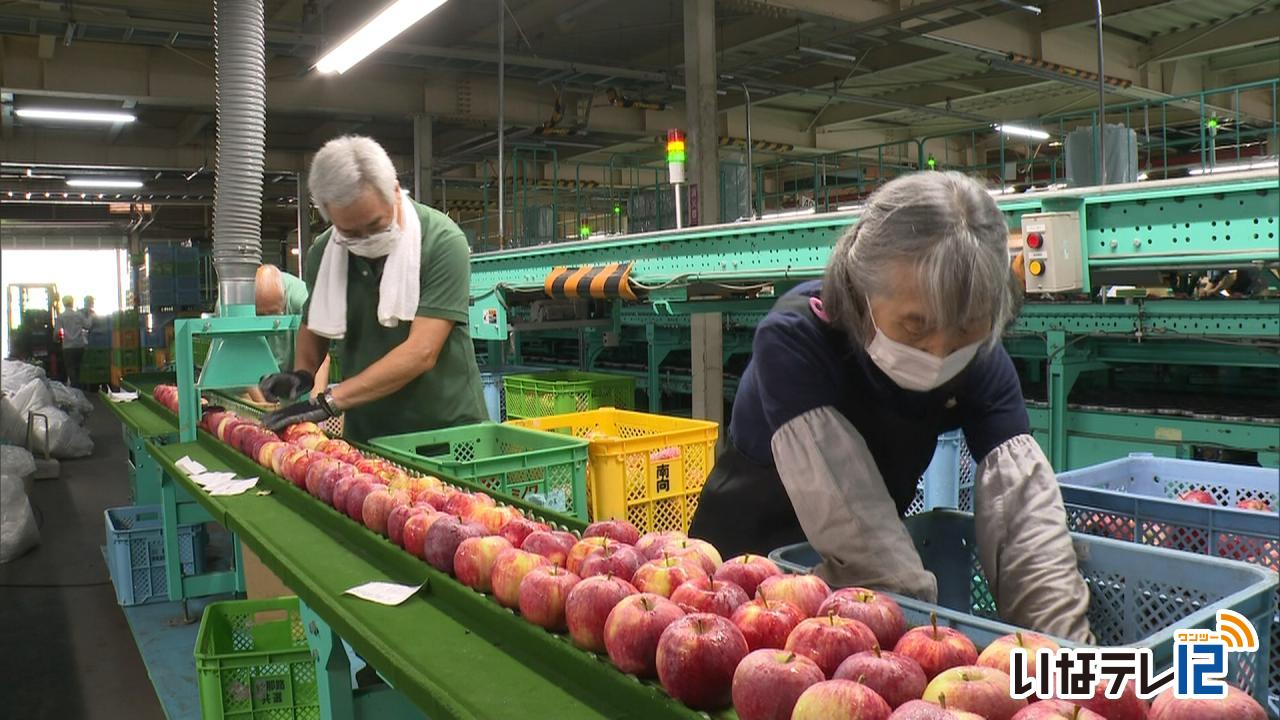 JA上伊那　りんご出荷