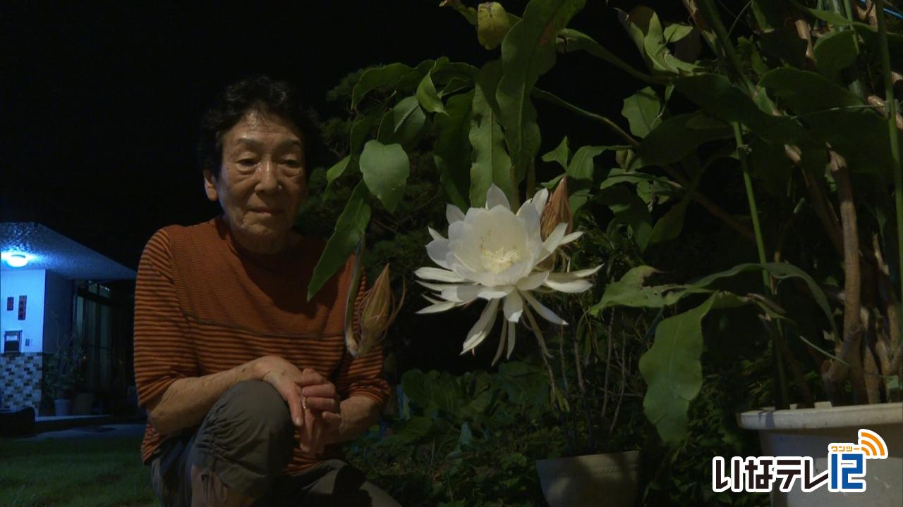埋橋さん宅で月下美人咲く