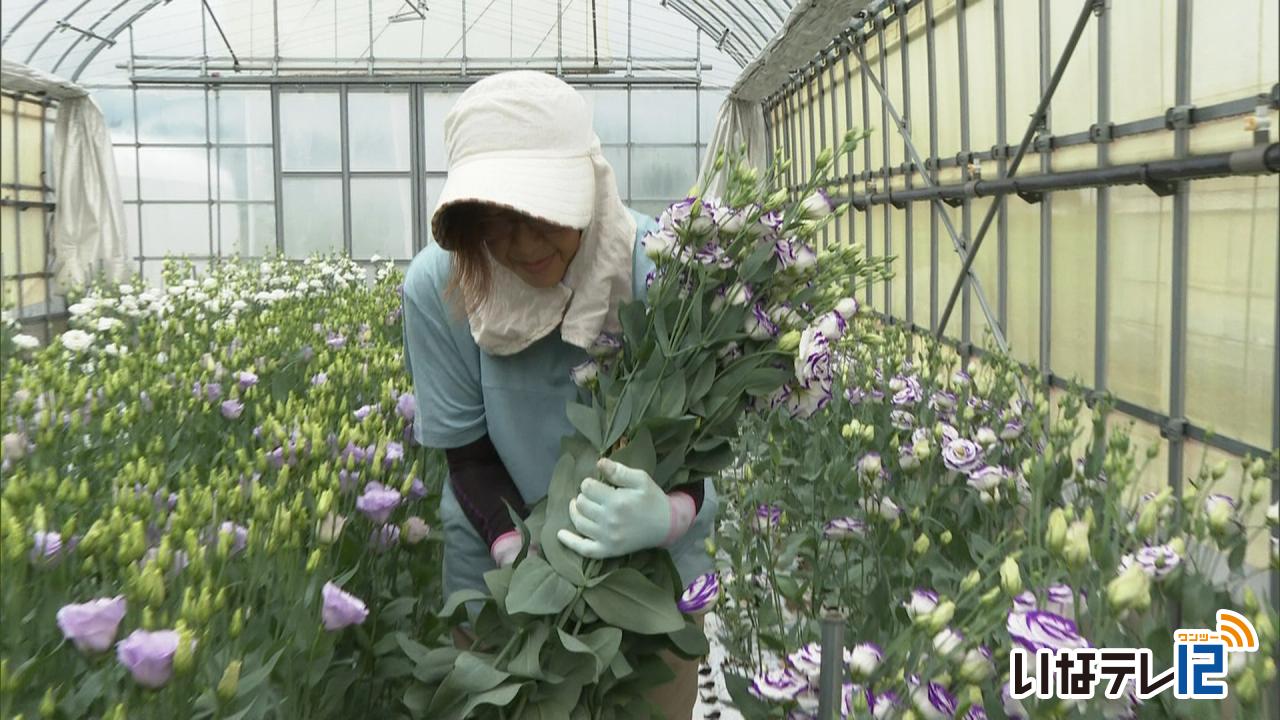 トルコギキョウの出荷がピーク