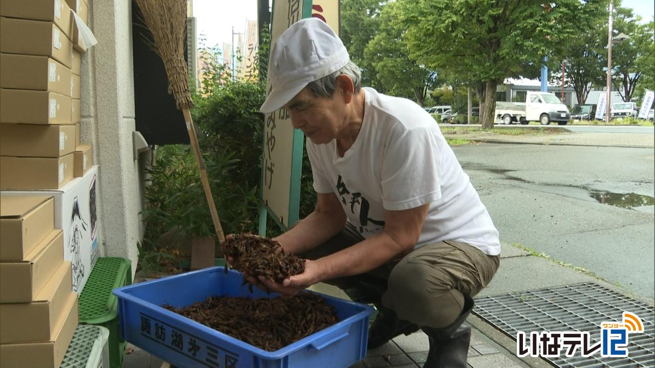 伊那谷の珍味 イナゴが不作