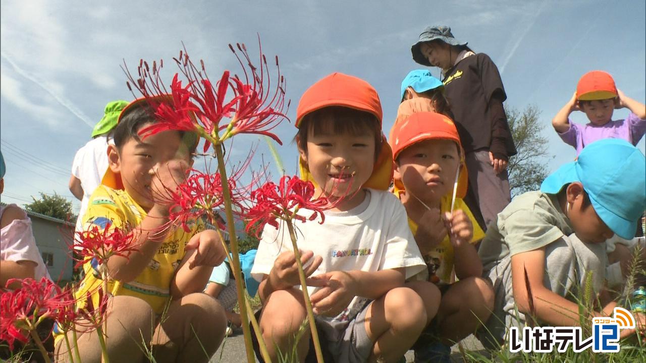 美篶西部保育園の園児　彼岸花を楽しむ