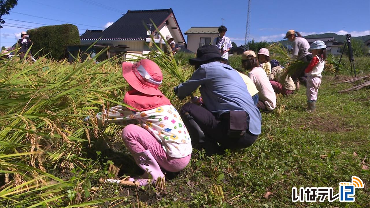 最高気温３１．５度真夏日　はらぺこの園児が稲刈り