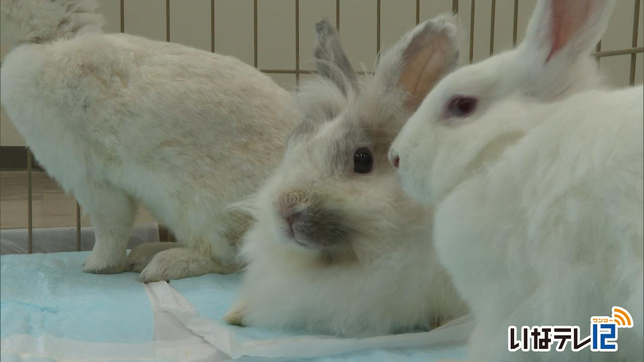 ウサギの譲渡会　緊急開催へ