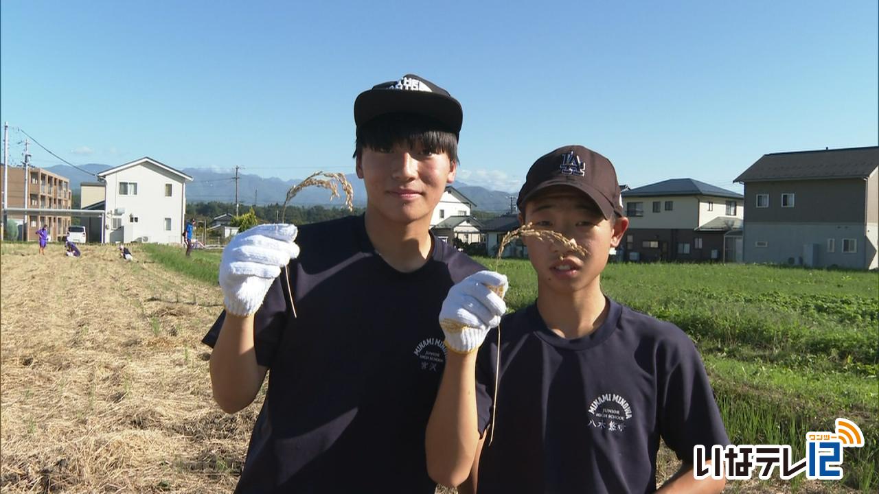 南箕輪中　伝統の落ち穂拾い