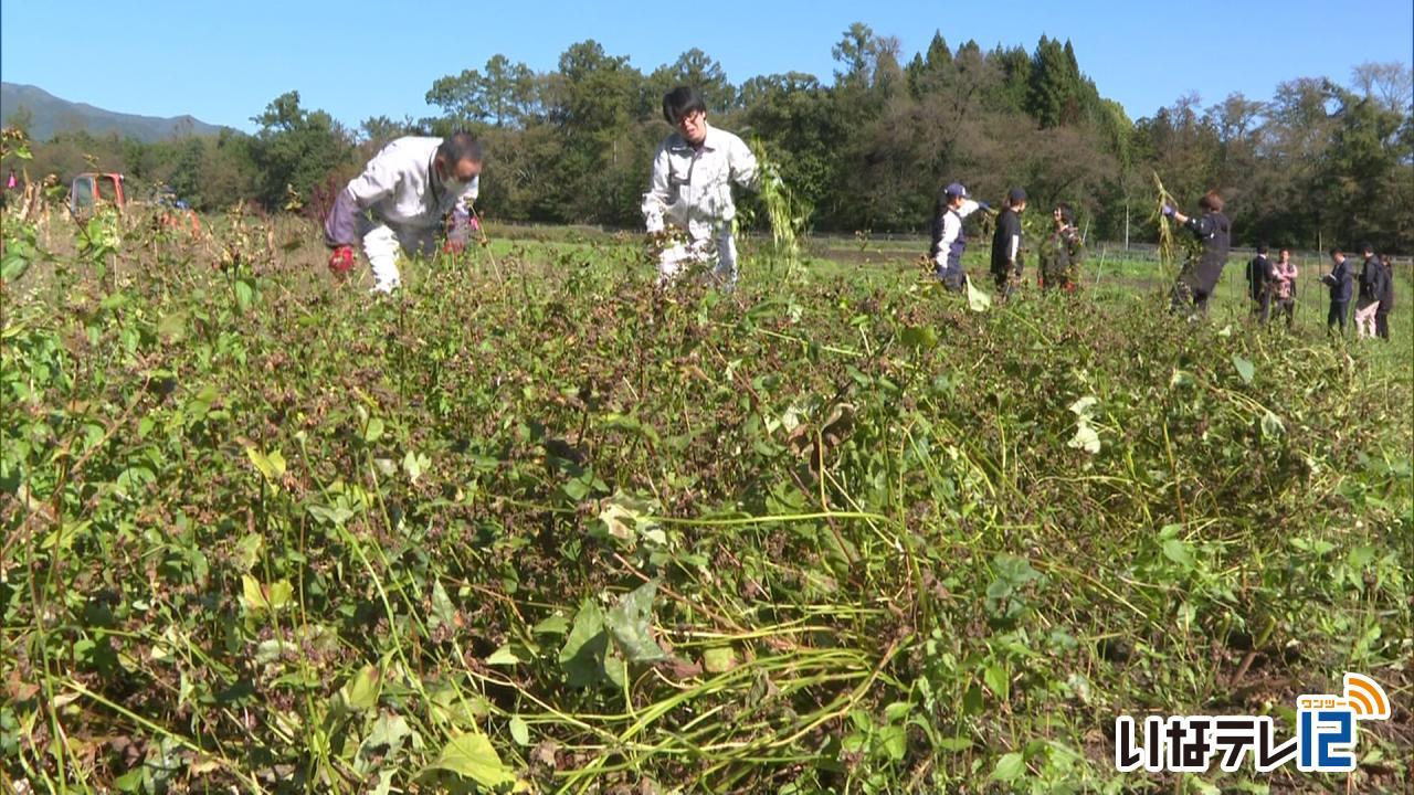 伊那在来そば刈り取り作業