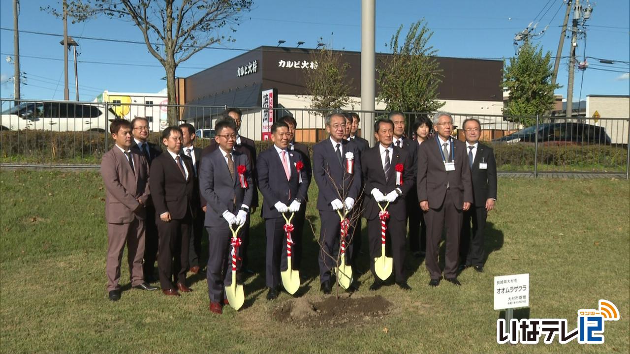 長崎県大村市の桜 伊那市に植樹