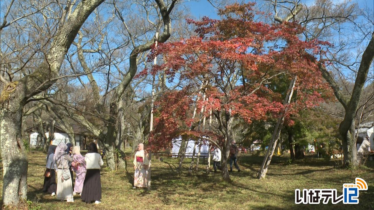 高遠でもみじ祭り　９日まで