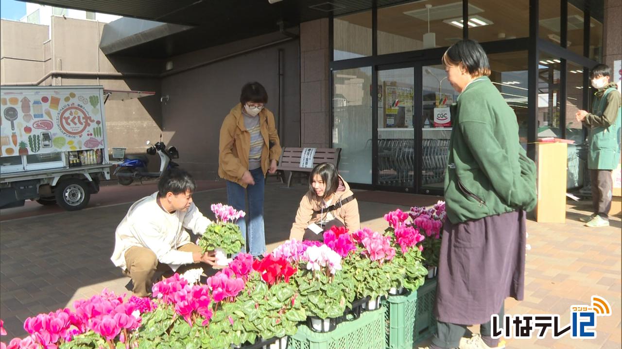 つくしんぼ保育園 シクラメン販売