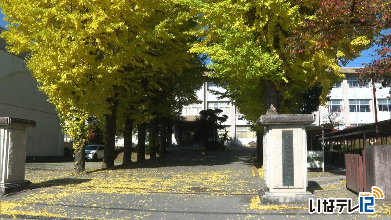 弥生　イチョウが見ごろ