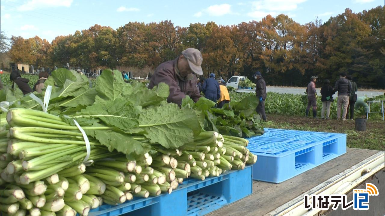 農福連携　野沢菜収穫