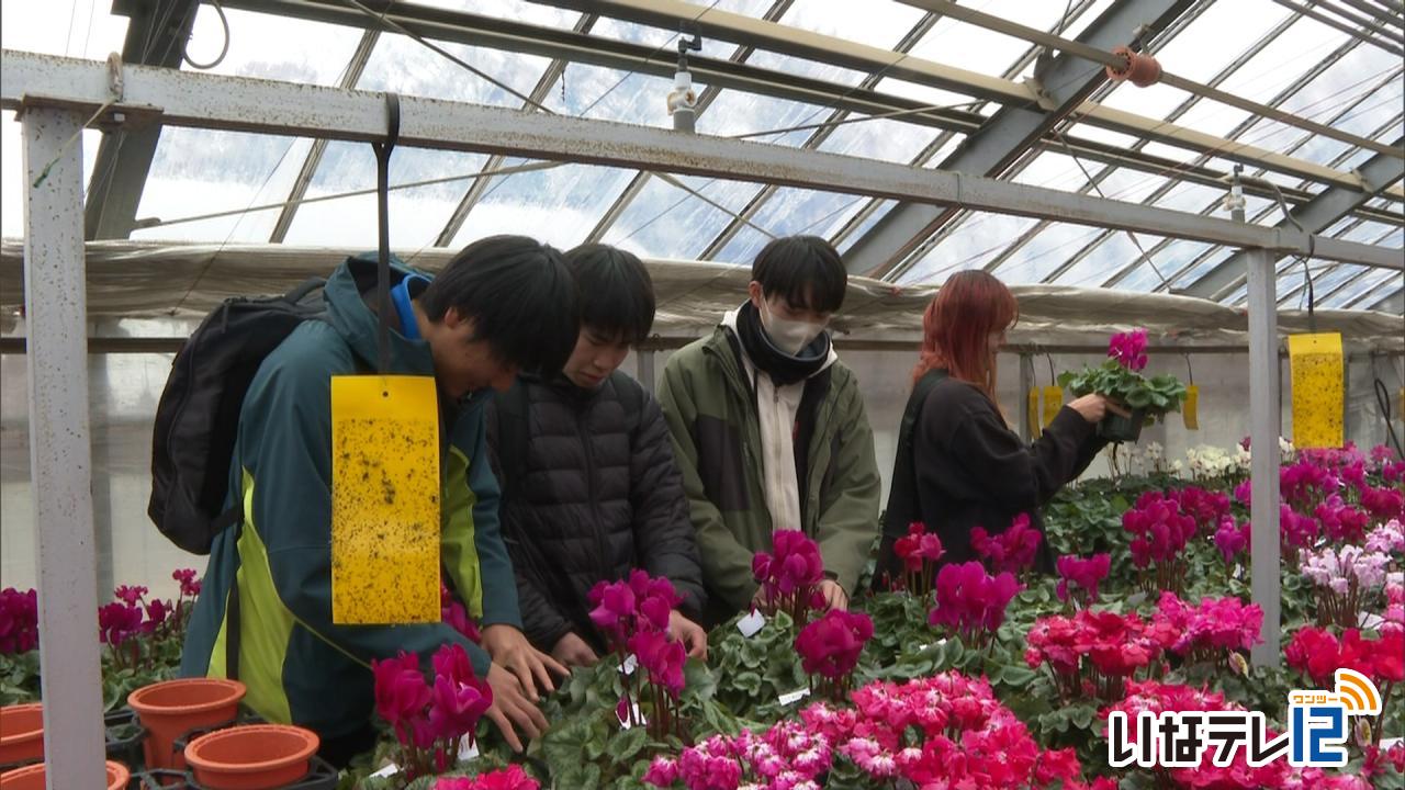 信大農学部 ２６日からシクラメン販売