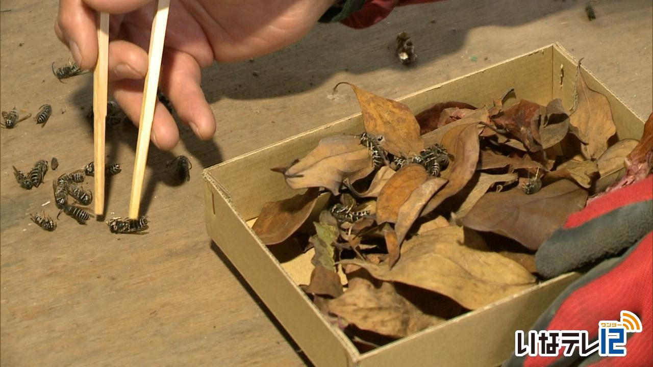 交尾させた女王蜂の越冬準備