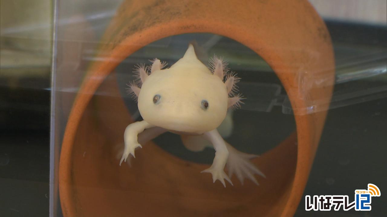 みのわ温泉ながた荘　ウーパールーパー家族が集客の力に