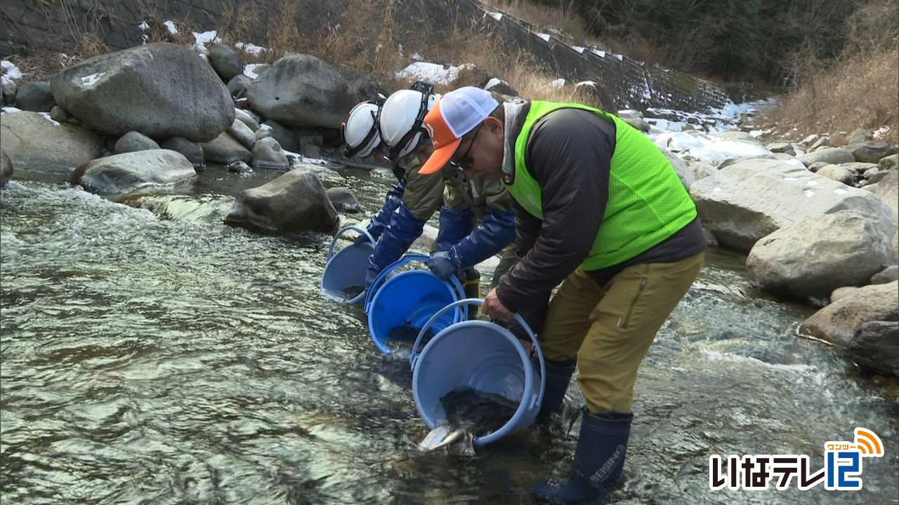 天竜川漁協　あまごの成魚放流