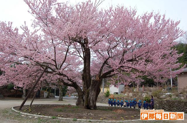 中川西小の百年桜満開