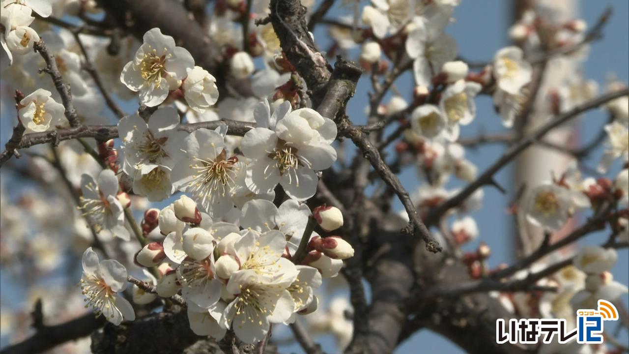 啓蟄 南箕輪村で梅が咲く