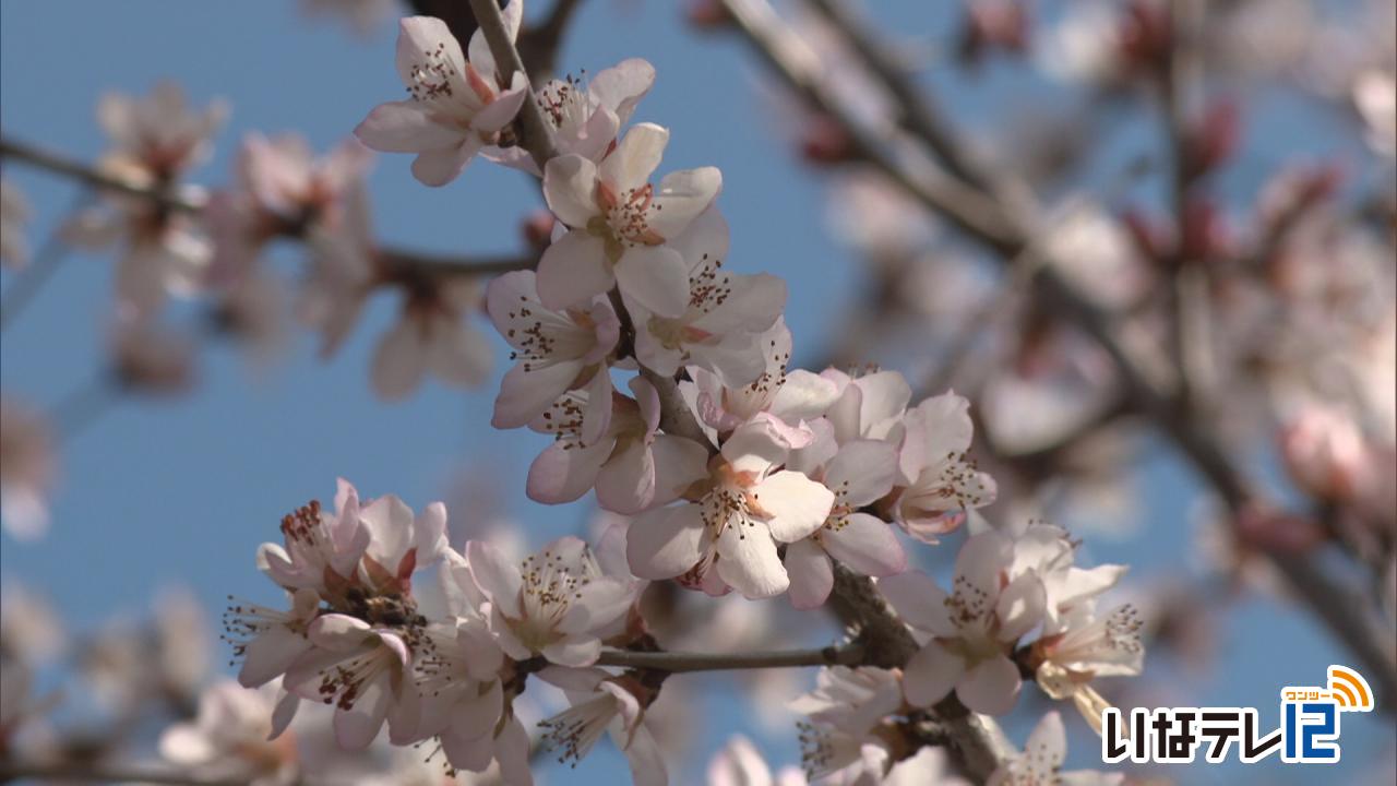 伊那公園　ロトウザクラ見ごろ